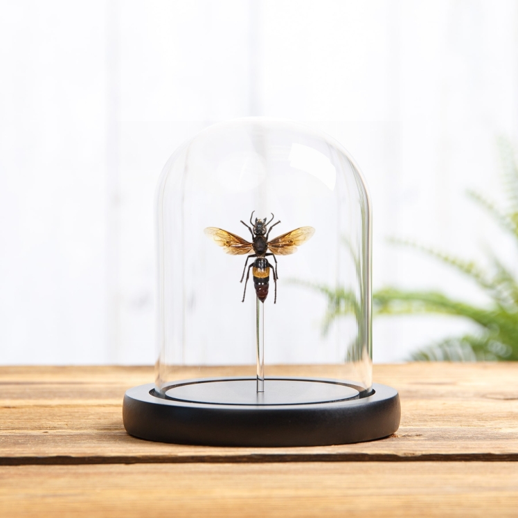 Greater Banded Hornet In Glass Dome (Vespa tropica)