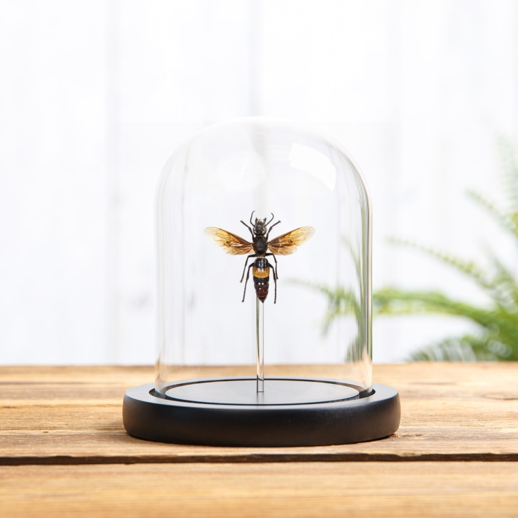 Greater Banded Hornet In Glass Dome (Vespa tropica)