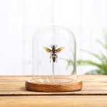 Greater Banded Hornet In Glass Dome (Vespa tropica)