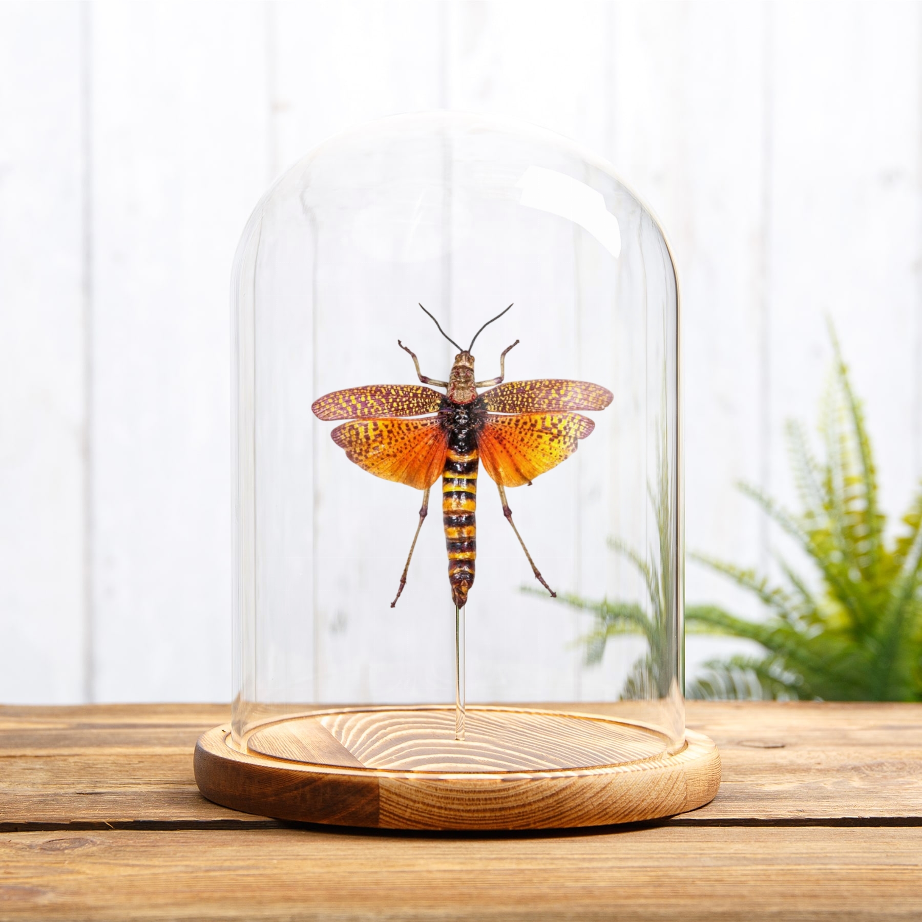 East African Bush Locust In Glass Dome (Phymateus aegrotus)