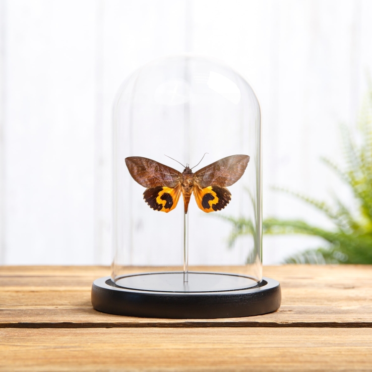 Common Fruit-piercing Moth In Glass Dome (Eudocima phalonia)