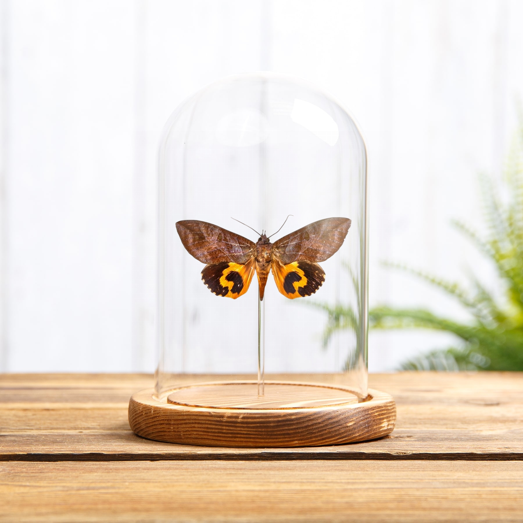 Common Fruit-piercing Moth In Glass Dome (Eudocima phalonia) Common Fruit-piercing Moth In Glass Dome (Eudocima phalonia)