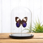 Minibeast White Banded Owl Butterfly In Glass Dome (Caligo martia)