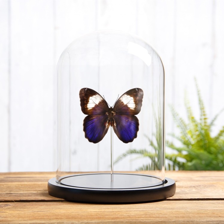 White Banded Owl Butterfly In Glass Dome (Caligo martia)