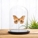 Minibeast Polyphemus Moth In Glass Dome (Antheraea polyphemus)