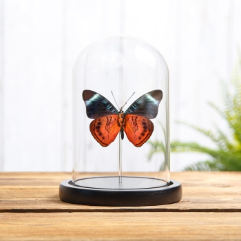 Queen Flasher Ventral Side In Glass Dome (Panacea regina)
