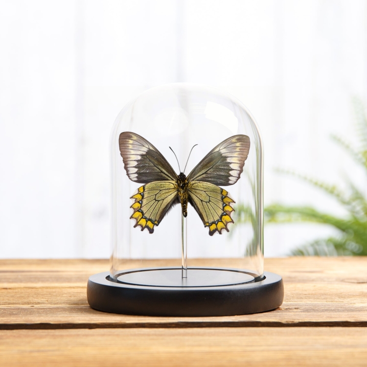 Madyes Swallowtail Butterfly In Glass Dome (Battus madyes)