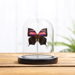 Minibeast Purple Flusher Butterfly In Glass Dome (Anaea nessus)