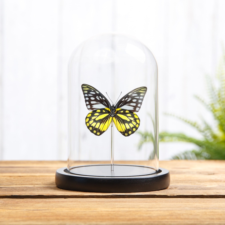 Spotted Sawtooth Butterfly In Glass Dome (Prioneris thestylis)