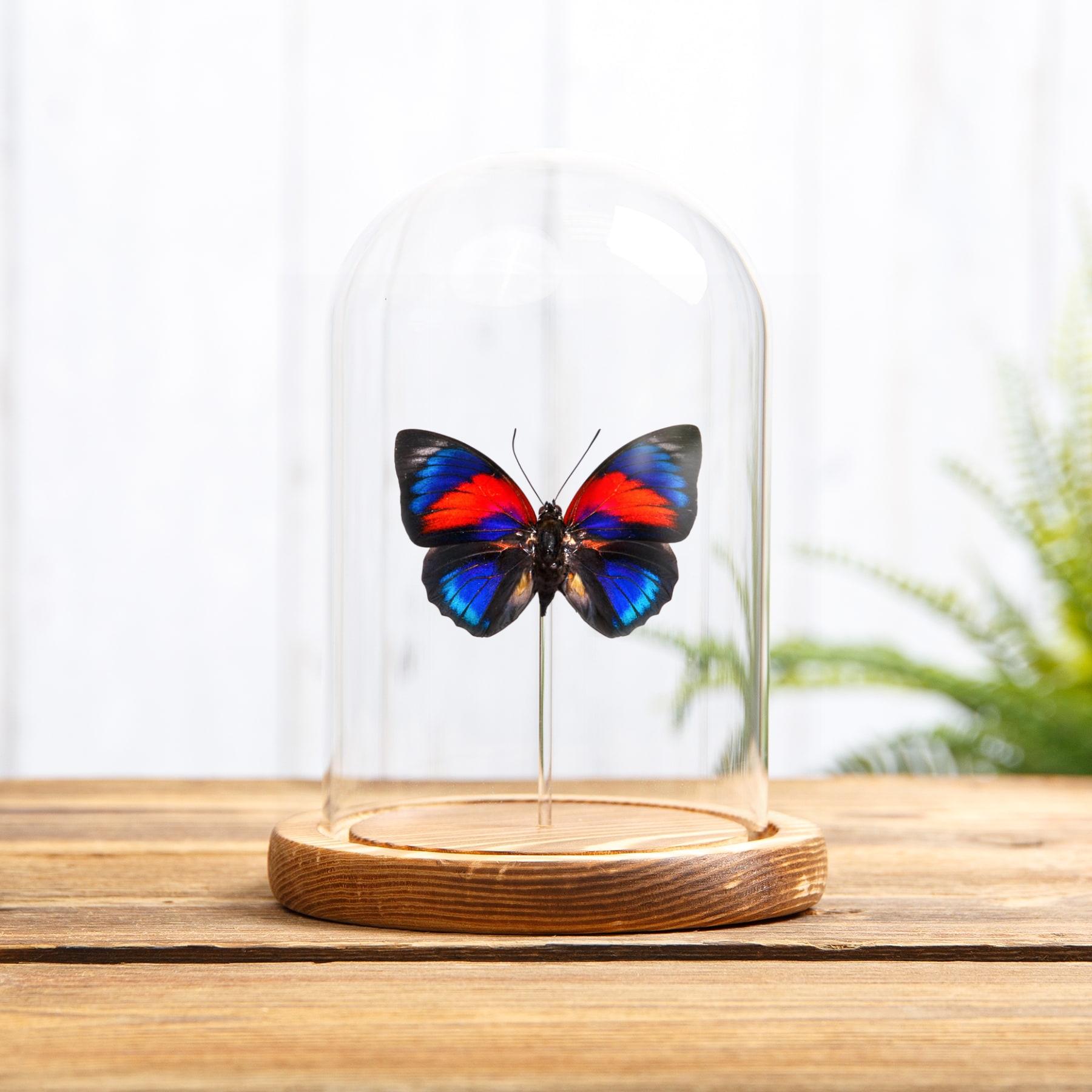 Agrias Hybrid Butterfly In Glass Dome (Agrias beatifica x Agrias claudina)