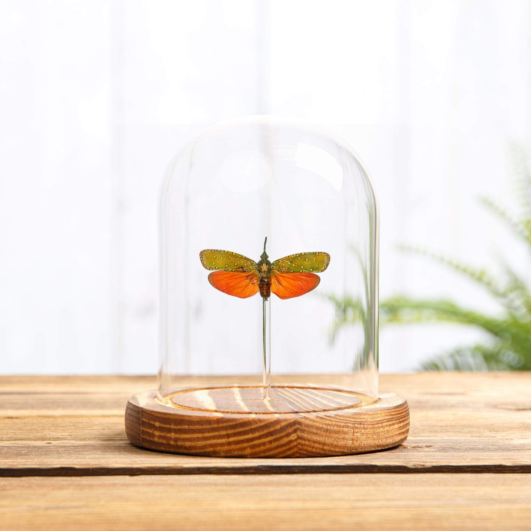 Red Lanternfly In Glass Dome (Saiva cardinalis)