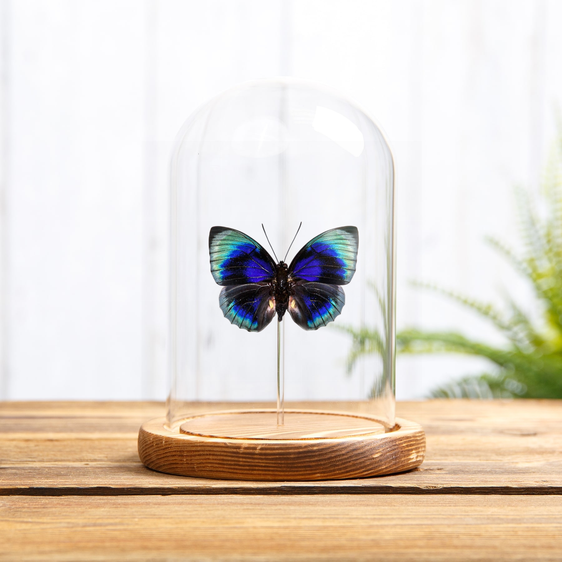 Agrias Butterfly In Glass Dome (Agrias beatifica lachaumei)
