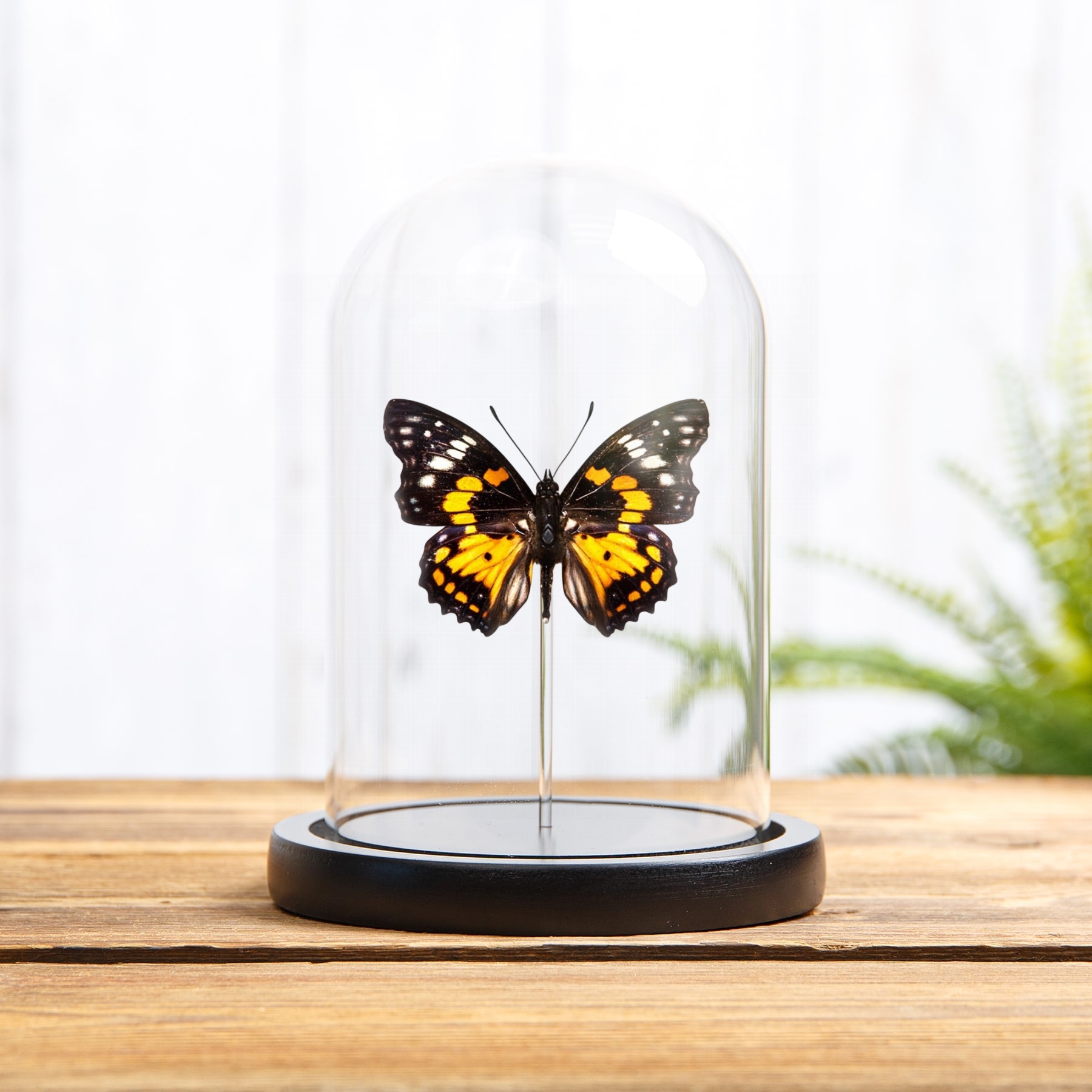 Eastern Courtier Butterfly In Glass Dome (Sephisa chandra) Minibeast Eastern Courtier Butterfly In Glass Dome (Sephisa chandra)