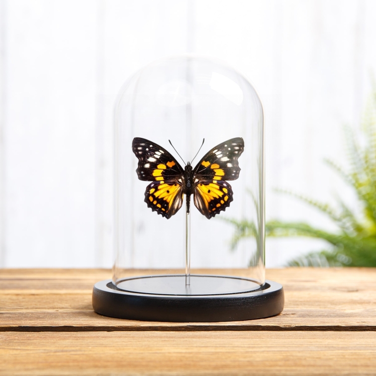 Eastern Courtier Butterfly In Glass Dome (Sephisa chandra)
