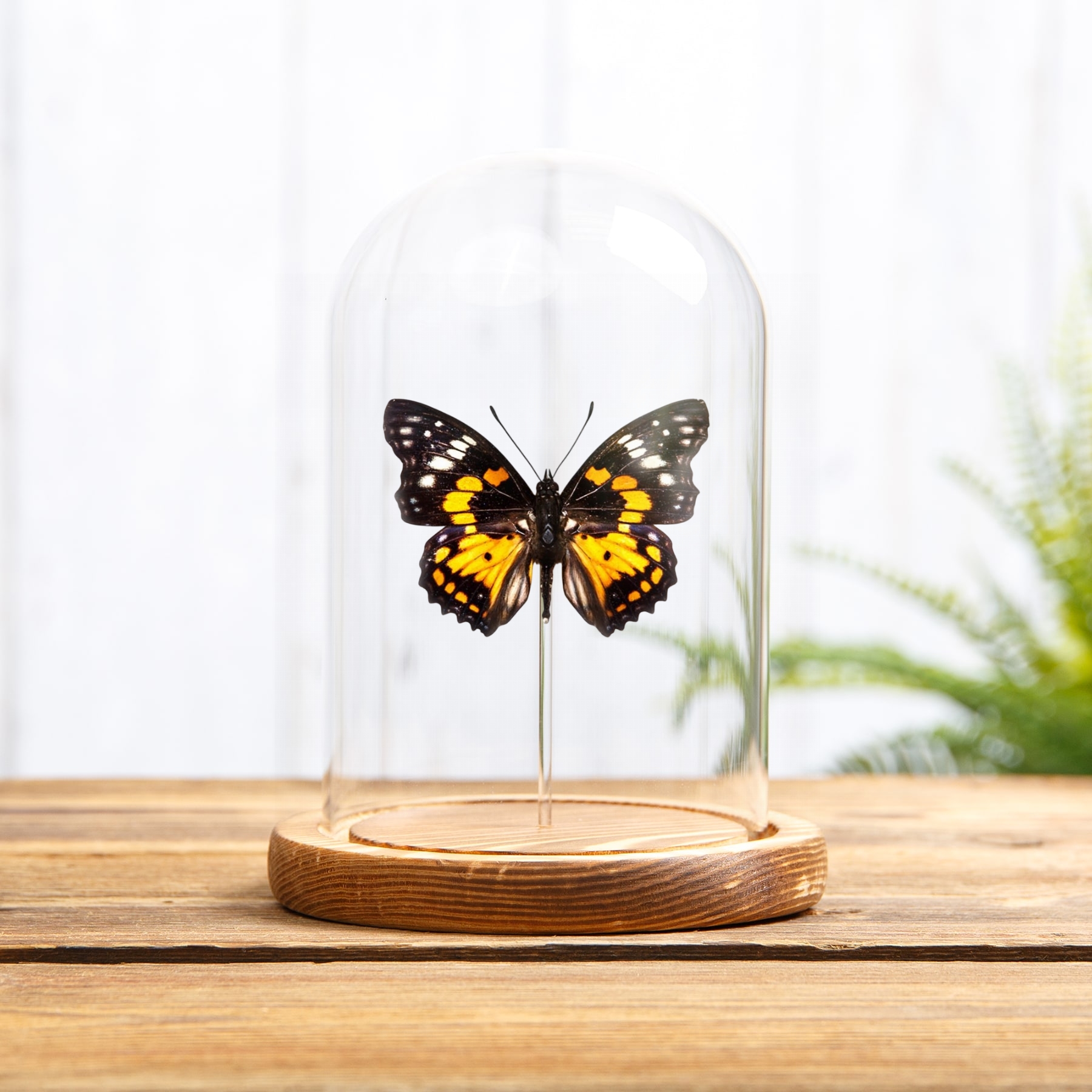 Eastern Courtier Butterfly In Glass Dome (Sephisa chandra) Minibeast Eastern Courtier Butterfly In Glass Dome (Sephisa chandra)