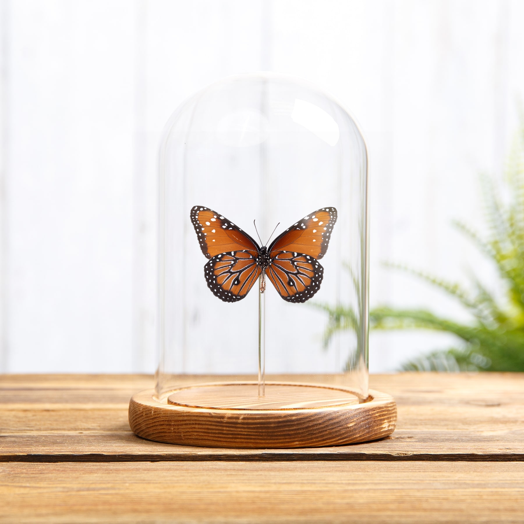 Minibeast Der Königin Schmetterling in einer Glasglocke (Danaus gilippus berenice)