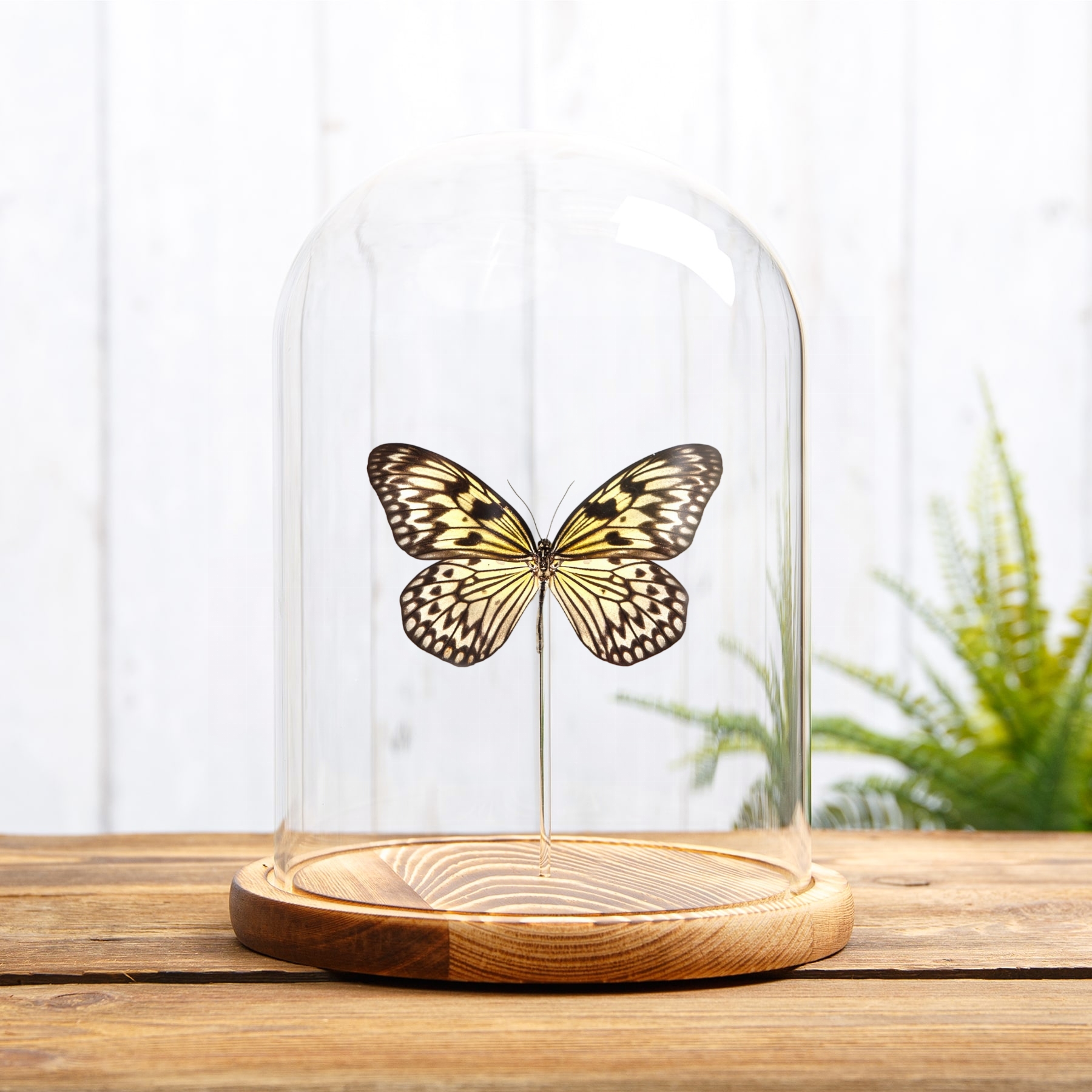 Rice Paper Butterfly In Glass Dome (Idea leuconoe)