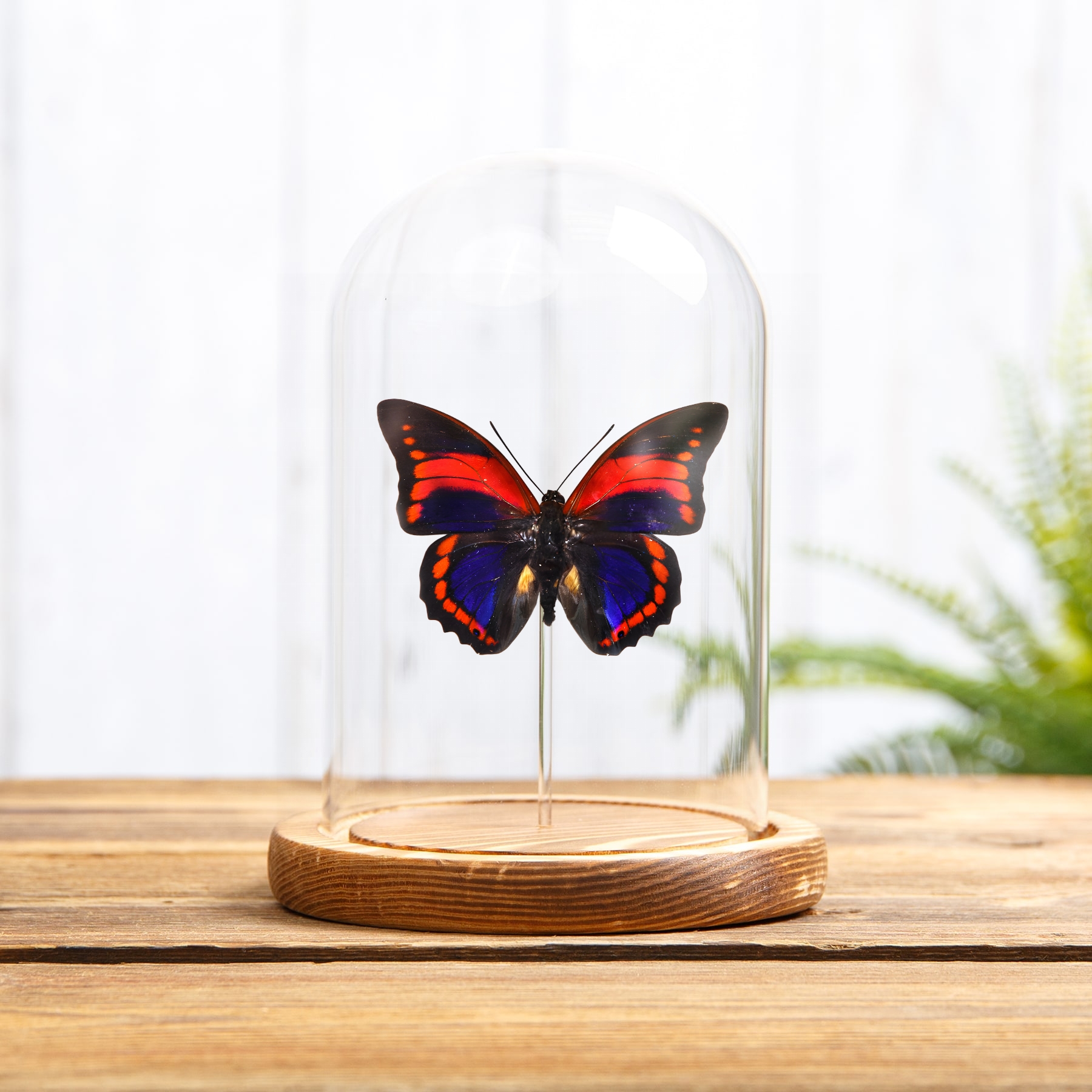 Prepona praeneste Butterfly from Peru In Glass Dome with Wooden Base
