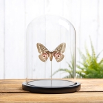 Minibeast Zigzag Emperor Moth In Glass Dome (Gonimbrasia tyrrhea)