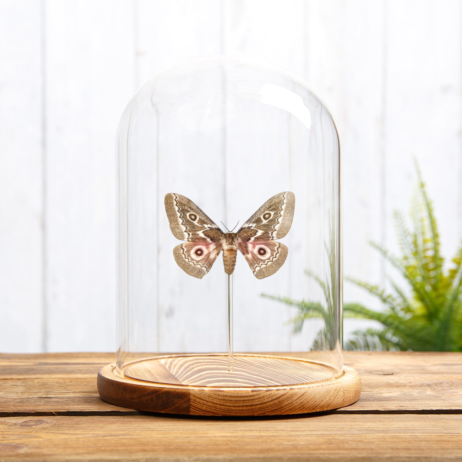 Zigzag Emperor Moth In Glass Dome (Gonimbrasia tyrrhea)