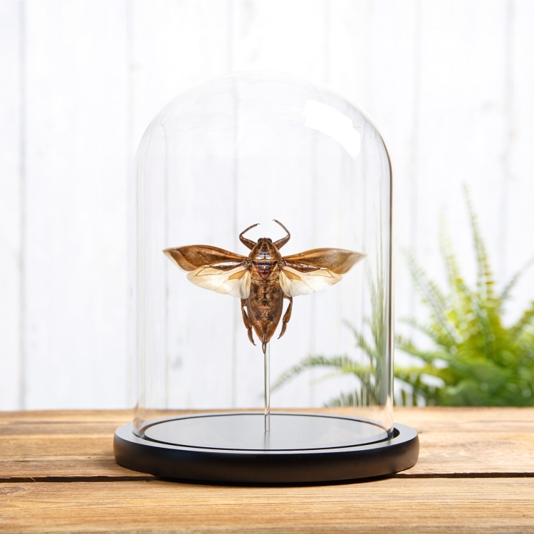  Giant Water Bug In Glass Dome (Lethocerus indicus)