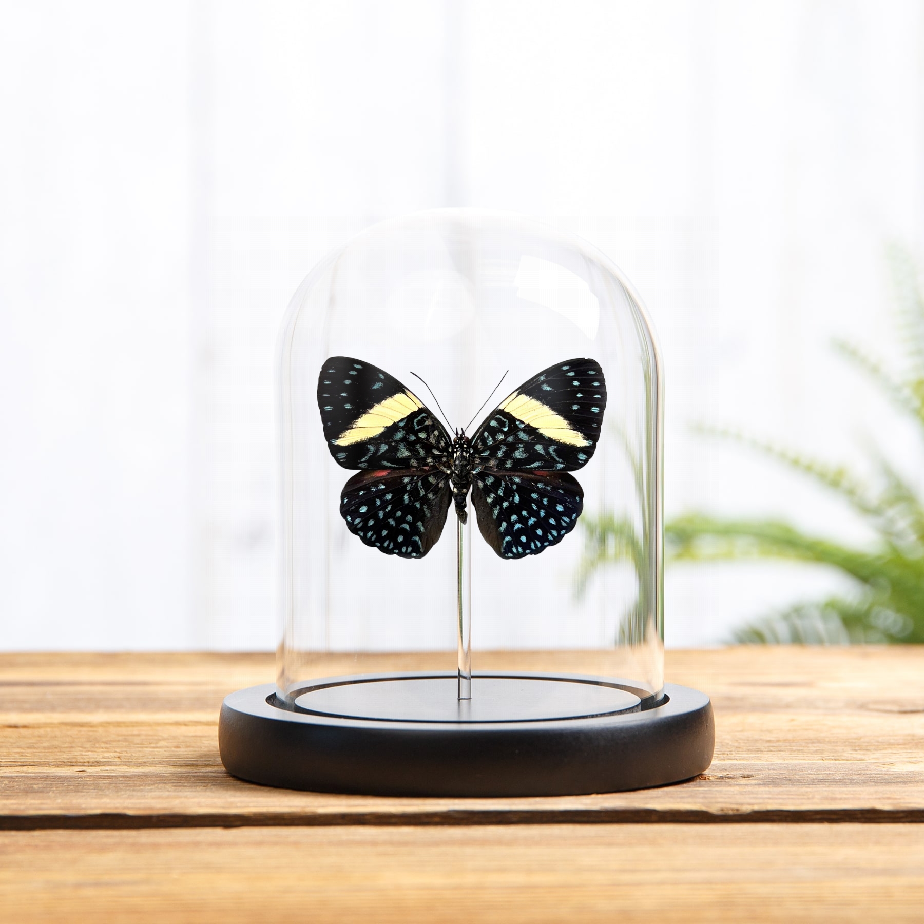 Minibeast Velutina Cracker In Glass Dome (Hamadryas velutina)
