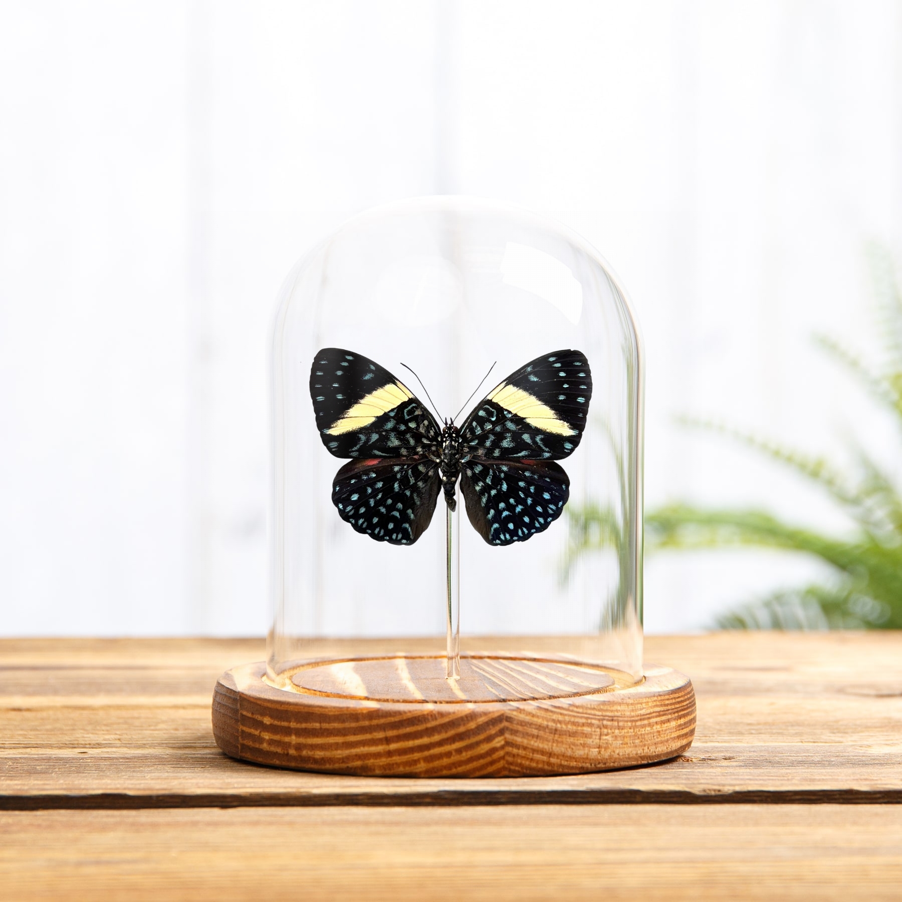 Minibeast Velutina Cracker In Glass Dome (Hamadryas velutina)
