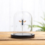 Minibeast Jewel Wasp In Glass Dome (Chlorion lobatum)