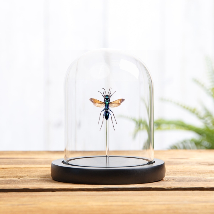 Jewel Wasp In Glass Dome (Chlorion lobatum)