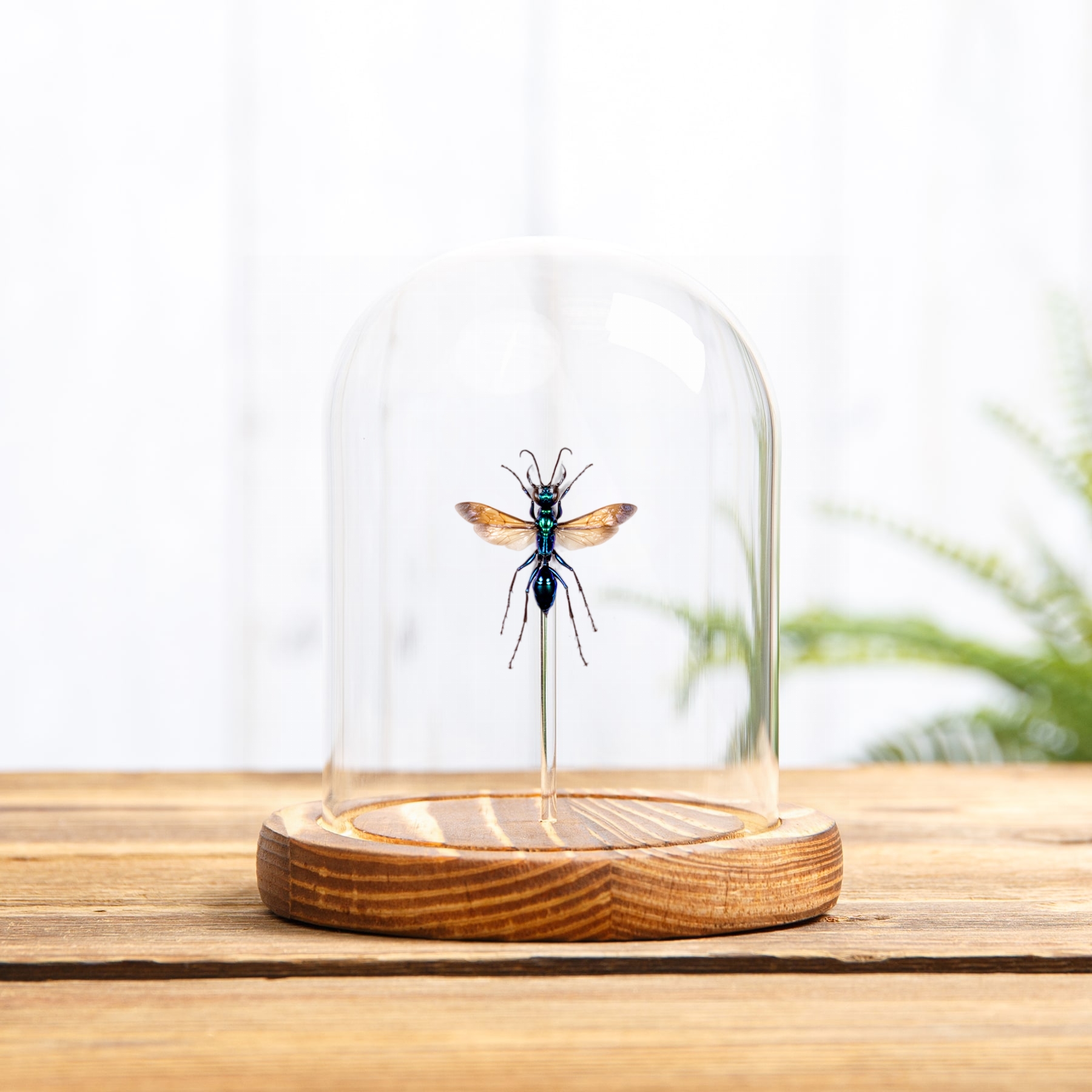 Jewel Wasp In Glass Dome (Chlorion lobatum) Jewel Wasp In Glass Dome (Chlorion lobatum)