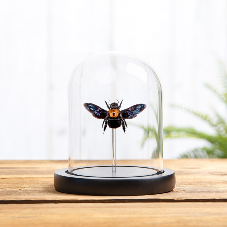 Female Golden Carpenter Bee In Box Frame (Xylocopa sp)