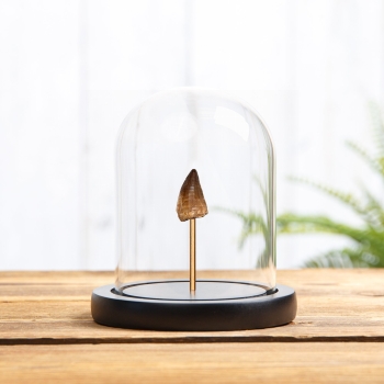 Mosasaur Dinosaur Tooth Fossil In Glass Dome (Mosasauridae sp)