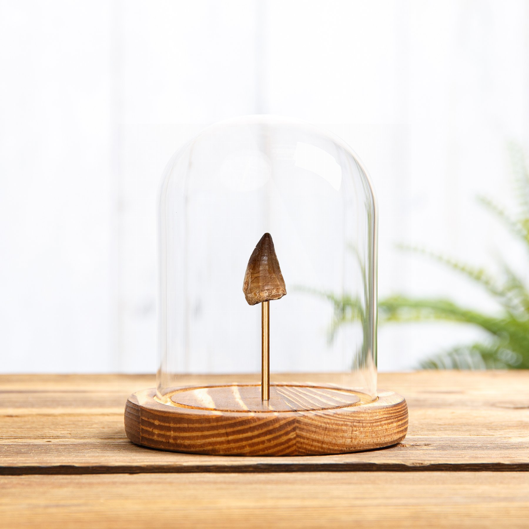 Mosasaur Dinosaur Tooth Fossil In Glass Dome (Mosasauridae sp)