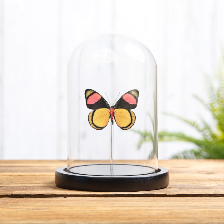 Painted Beauty Butterfly Ventral Side In Glass Dome (Batesia hypochlora)