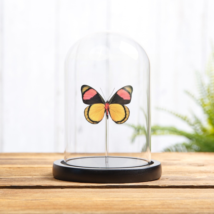 Painted Beauty Butterfly Ventral Side In Glass Dome (Batesia hypochlora)