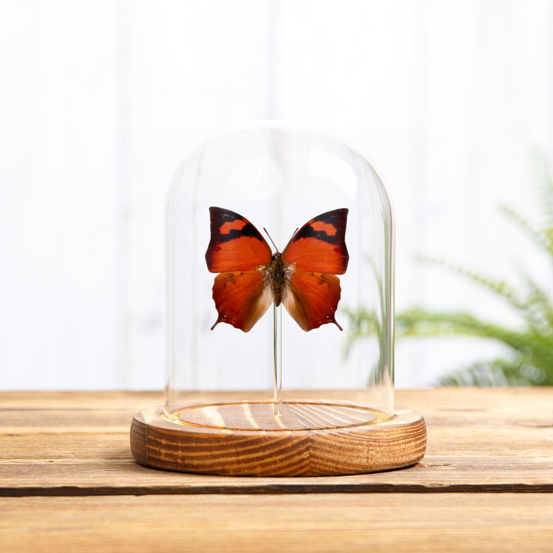Pointed Leafwing Butterfly In Glass Dome (Fountainea eurypyle)