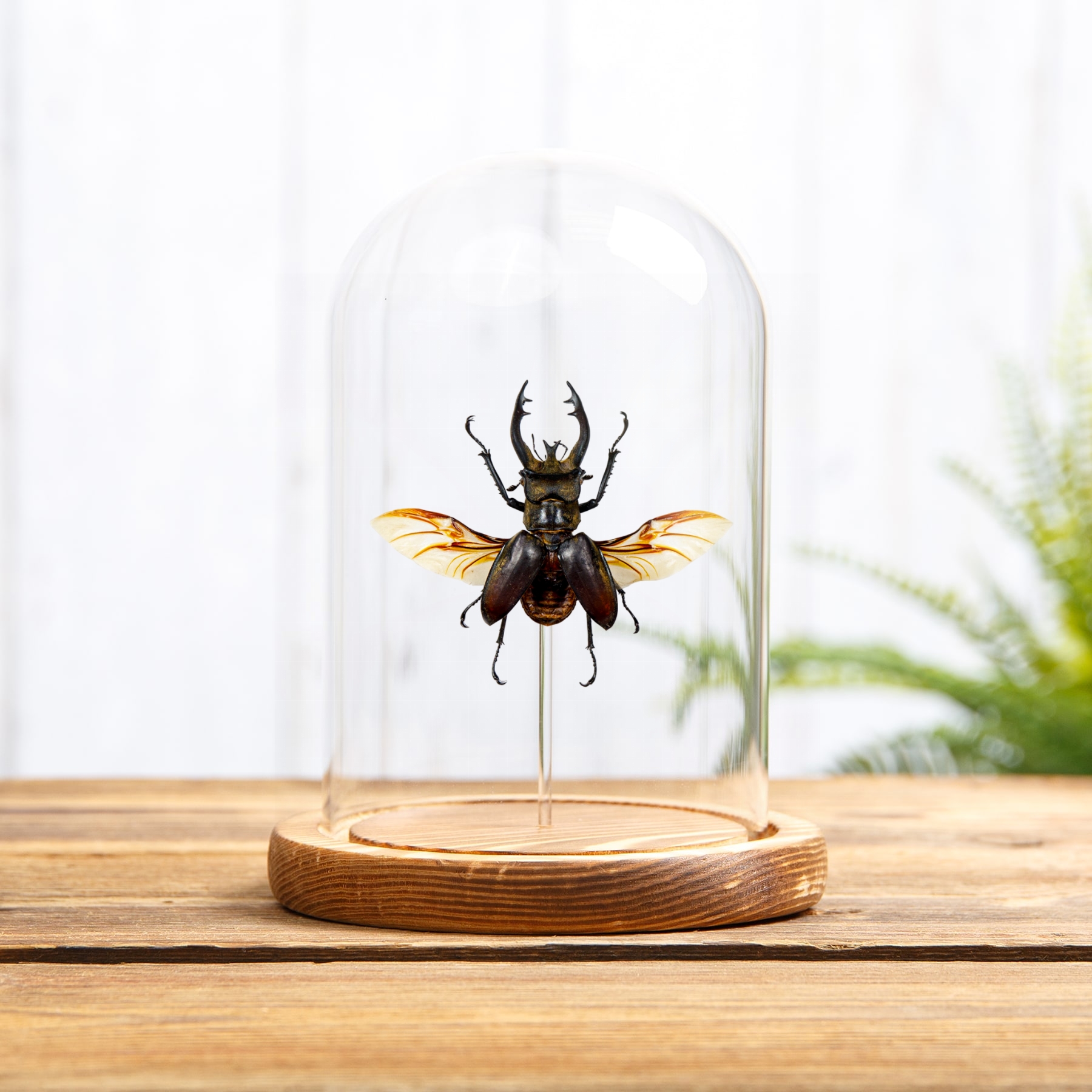 Stag Beetle In Glass Dome (Lucanus Thibetanus katsurai)