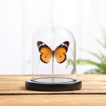 Minibeast African Queen Butterfly In Glass Dome (Danaus chrysippus)