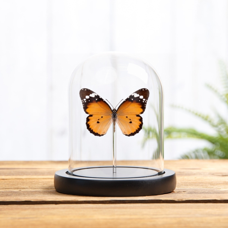 African Queen Butterfly In Glass Dome (Danaus chrysippus)