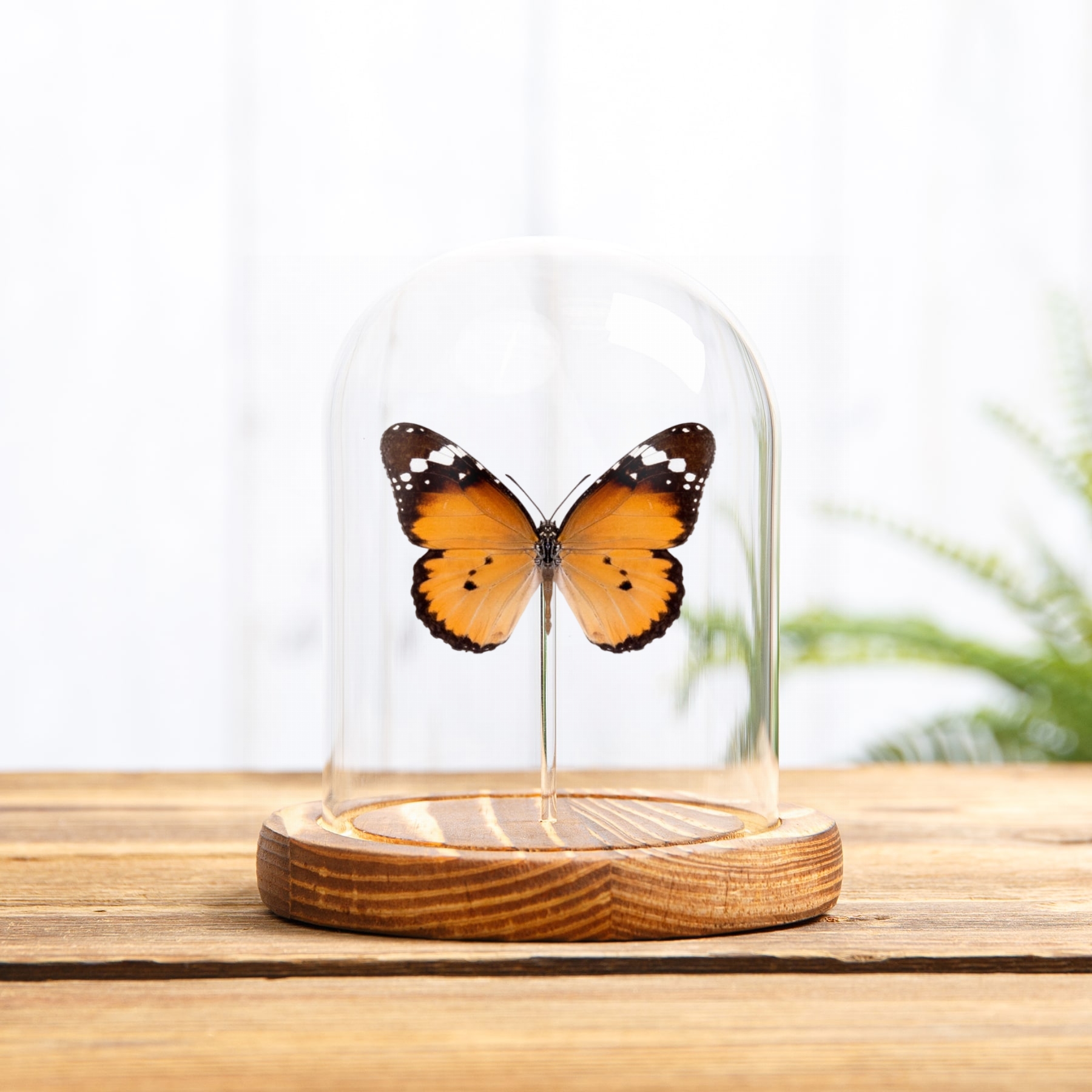 African Queen Butterfly In Glass Dome (Danaus chrysippus)