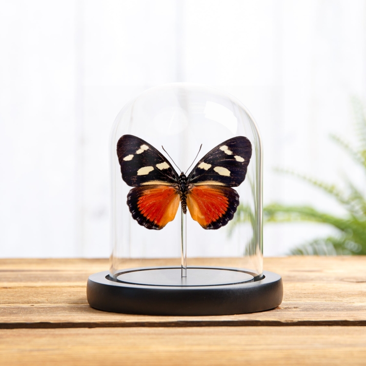 Equatorial Mimic Forester Butterfly In Glass Dome (Euphaedra imitans)