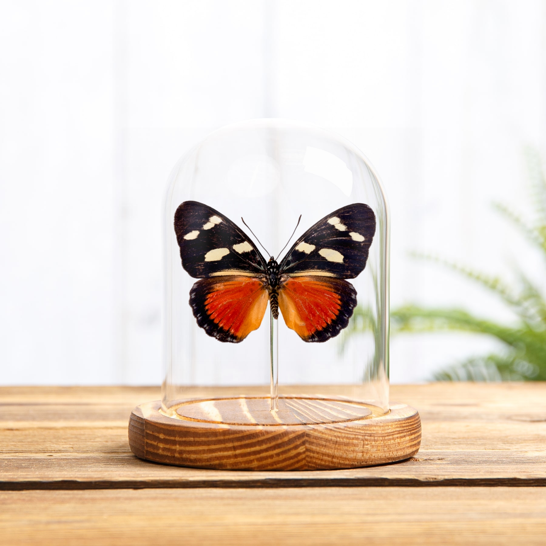 Equatorial Mimic Forester Butterfly In Glass Dome (Euphaedra imitans)