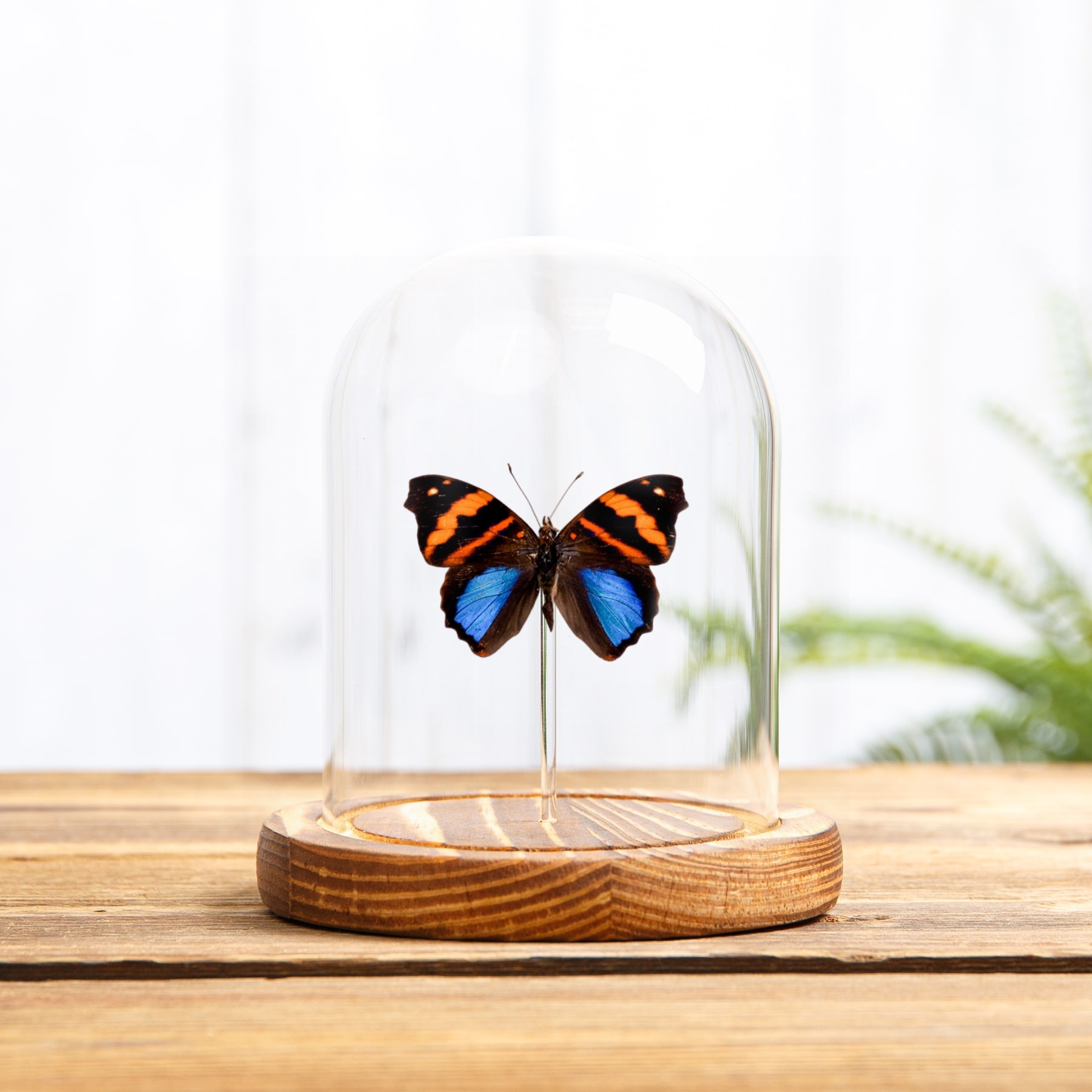 Orea Banner Butterfly In Glass Dome (Epiphile orea)