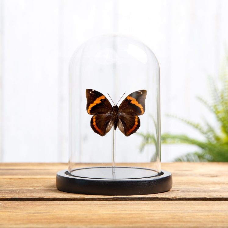 Lowl& Owl Butterfly In Glass Dome (Opsiphanes invirae)