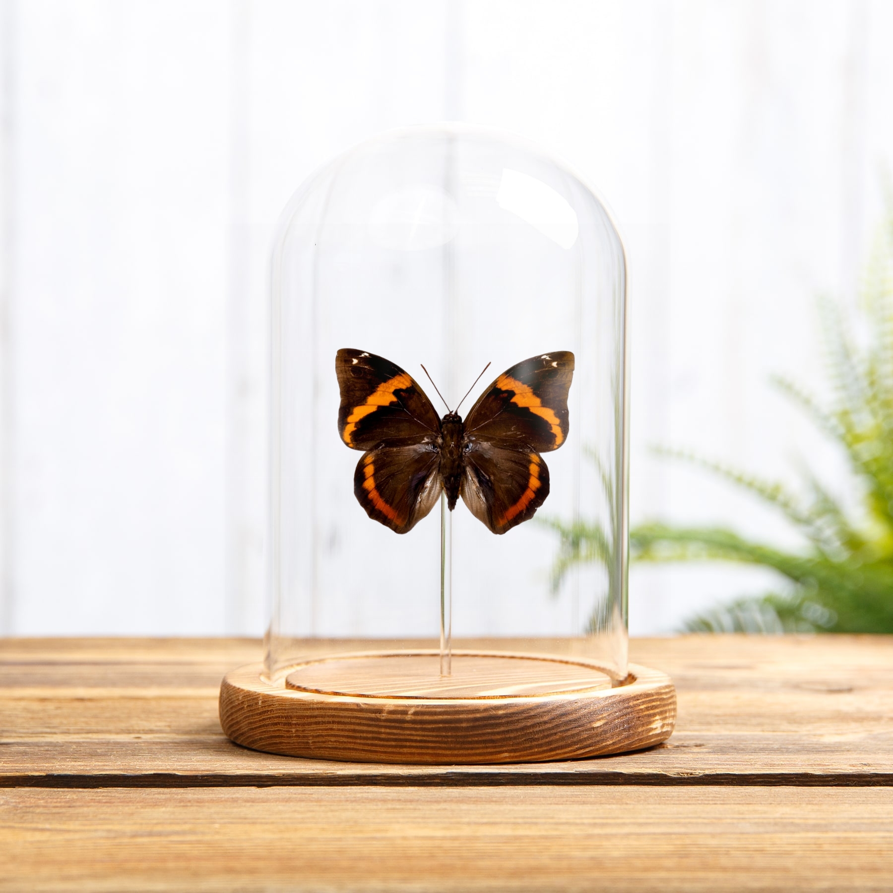Lowl& Owl Butterfly In Glass Dome (Opsiphanes invirae)