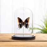 Minibeast Two-tailed Pasha Butterfly In Glass Dome (Charaxes jasius)