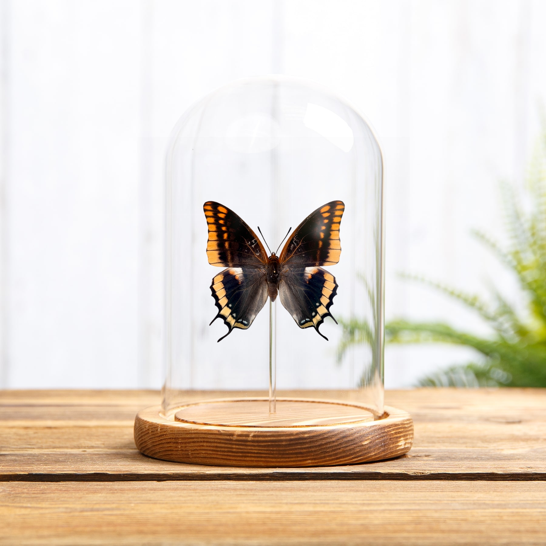 Two-tailed Pasha Butterfly In Glass Dome (Charaxes jasius)