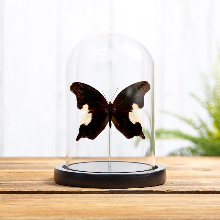 Malayan Owl Butterfly In Glass Dome (Neorina lowii)