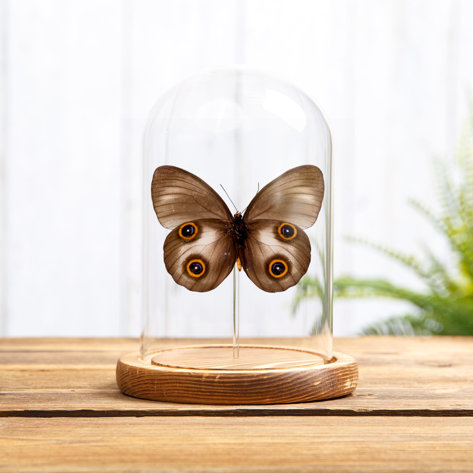 Urania Owl Butterfly In Glass Dome (Taenaris urania) Urania Owl Butterfly In Glass Dome (Taenaris urania)
