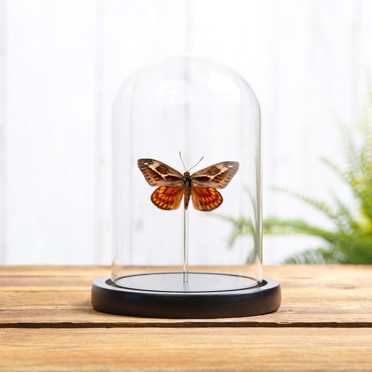 Castnia miastagma In Glass Dome From Mexico